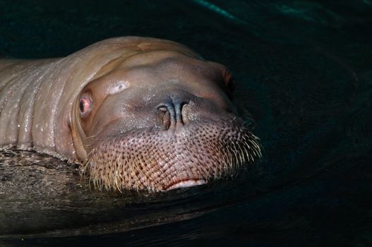 Closeup of face of a Walrus (also known as Sea-lion) swimming in water