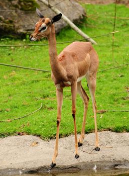 Female gazelle standing at the bank of the waterhole