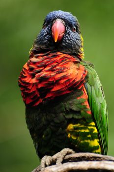 Beautiful alert rainbow lorikeet perched on a tree branch