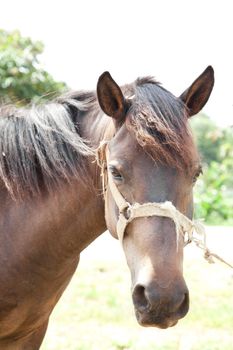 Portrait Horse close up