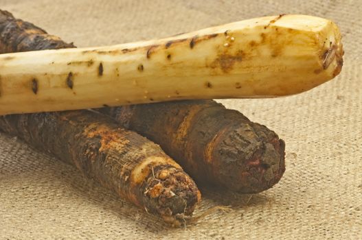 black salsify old forgotten vegetable