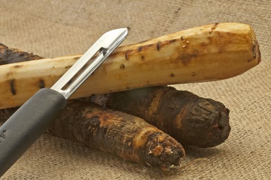 black salsify old forgotten vegetable