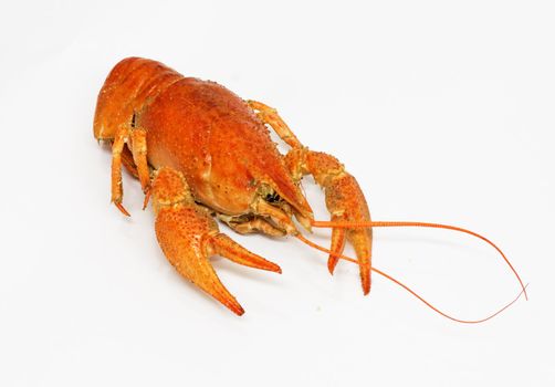 A large cooked red lobster over white 