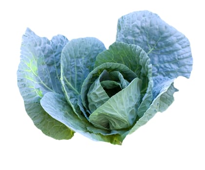 cabbage head growing on the vegetable bed 