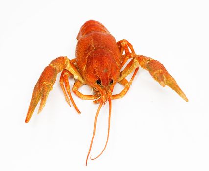 A large cooked red lobster over white 