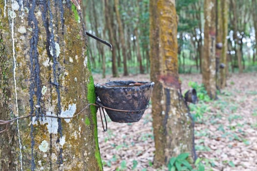 Agriculture,Rubber tree flows into a wooden bowl