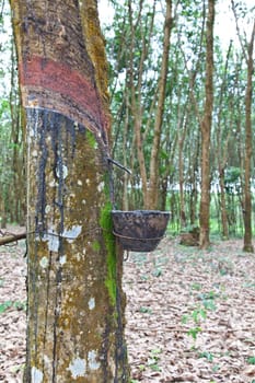 Agriculture,Rubber tree flows into a wooden bowl