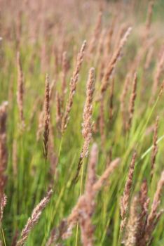 photo of the feather grass in autumn field