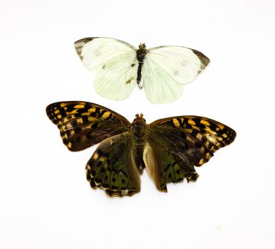 Two beautiful tropical butterflies insulated in white