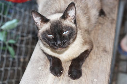siamese cat
