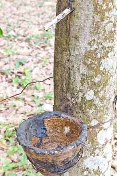 Agriculture,Rubber tree flows into a wooden bowl