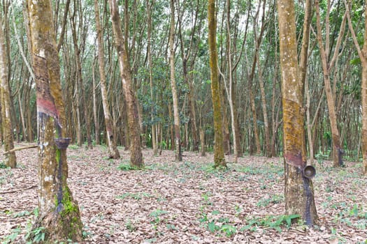 Agriculture,Rubber tree flows into a wooden bowl