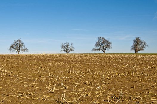 trees with stubble field
