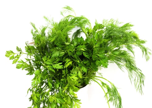Dill and parsley are shown in the picture. 