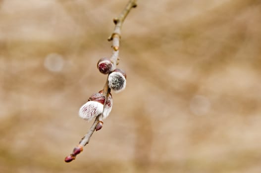 willow blossom