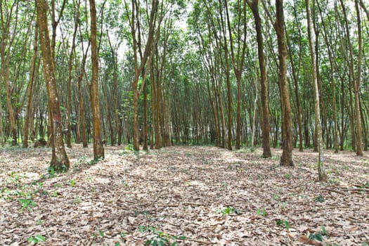 Agriculture,Rubber trees