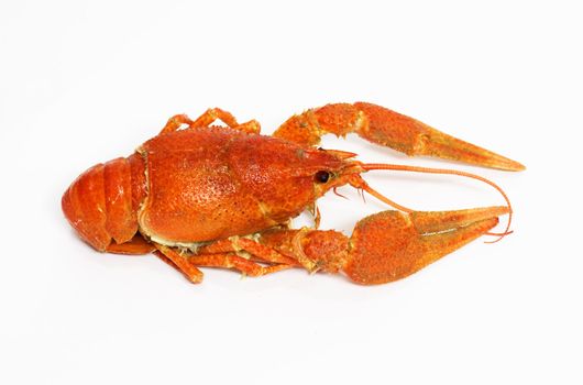 red crawfish on white background 