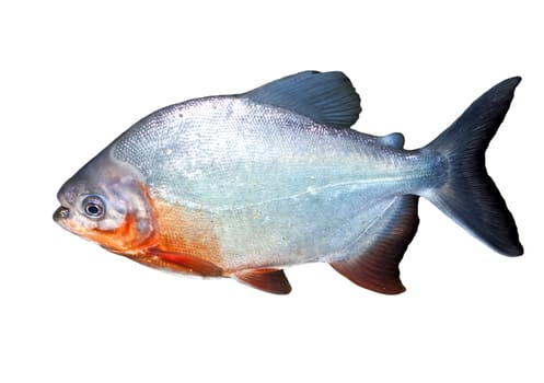 Piranha fish in water With Clipping Path 