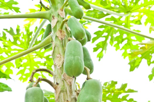 fruit, Bunch of papaya hanging from the tree