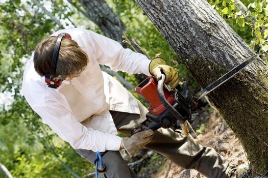 Man cutting down a tree with a chainsaw