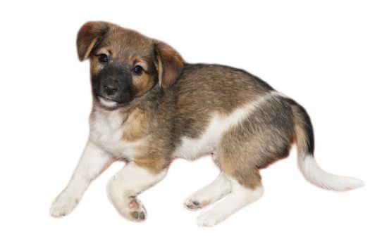 Beagle (1,5 months) in white background 