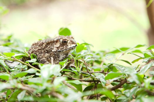 Animal, Toad on grass field
