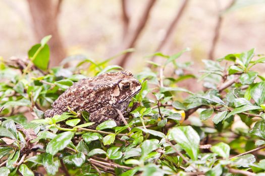 Animal, Toad on grass field