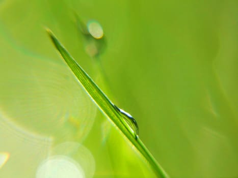 blade of grass with dewdrop, macro, green in green
