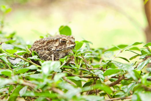 Animal, Toad on grass field