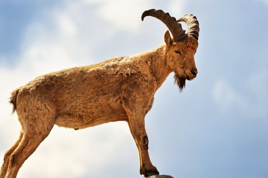 Young mountain goat standing on top of a hill