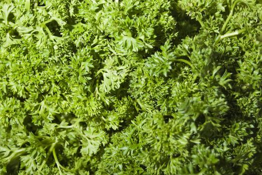 Celery for sale in market