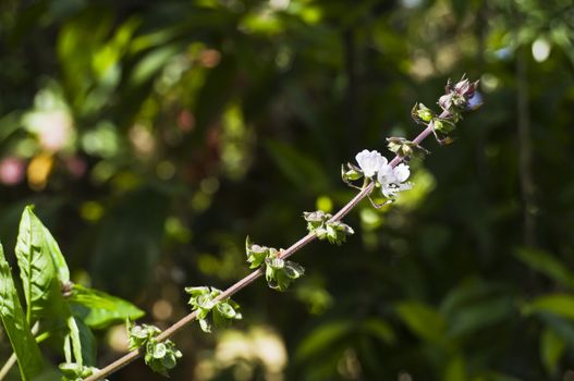 Closeup of basil herb against other green plants