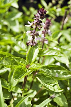 Basil (Ocimum basilicum; family Lamiaceae) among other herbs for sale in a Philippine market