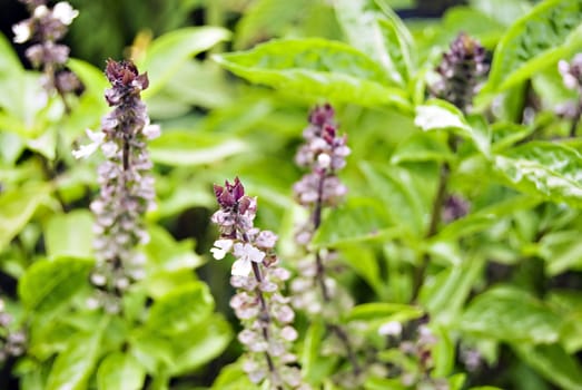 Basil (Ocimum basilicum; family Lamiaceae) among other herbs for sale in a Philippine market