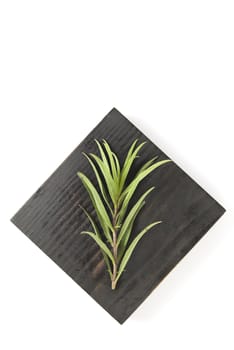 Tarragon herb on wooden platform