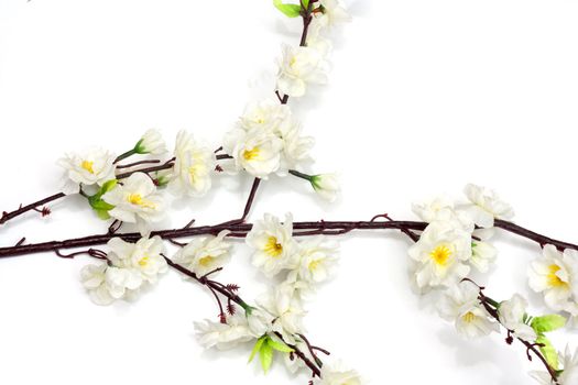 Spring cherry blossom on the white background 