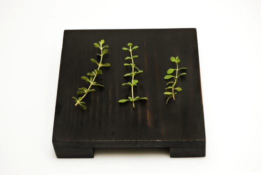 Closeup of basil on top of candlestand