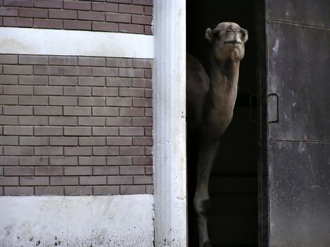 Camel at zoo.