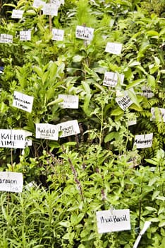 Various herbs for sale in market