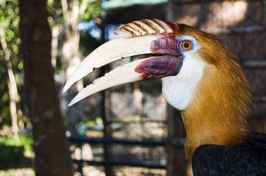 Captive Philippine Horbill in a resort