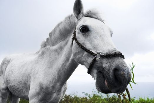 Close up of white horse grazing