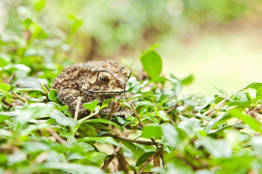 Animal, Toad on grass field