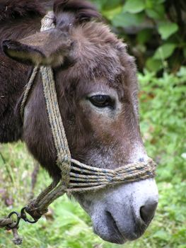 Donkey head.