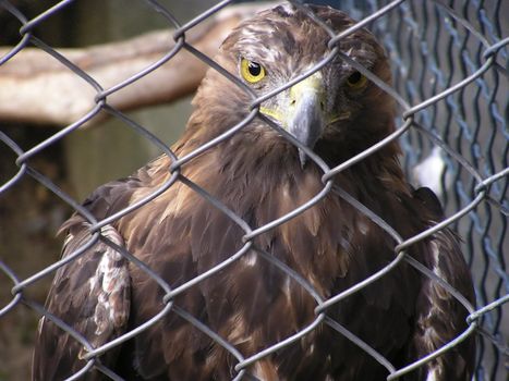 Eagle in cage at zoo park.