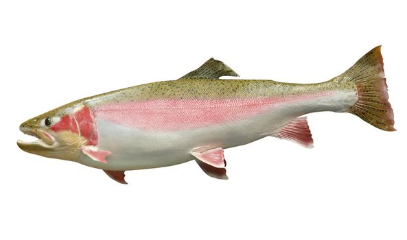 Trophy Rainbow Trout isolated with clipping path      