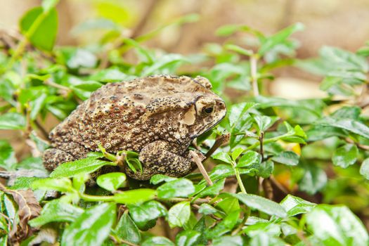 Animal, Toad on grass field