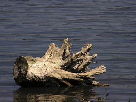 Log at river.