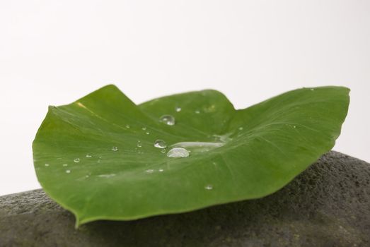 Water droplets on big leaf