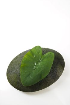 Water droplets on big leaf against white background