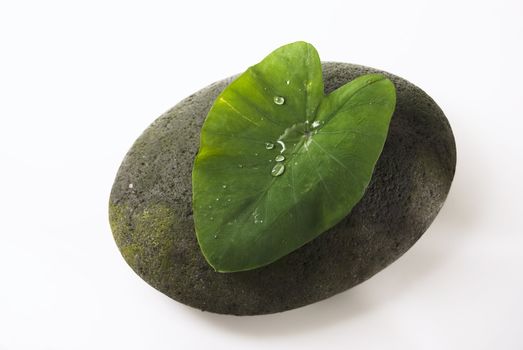 Water droplets on big leaf